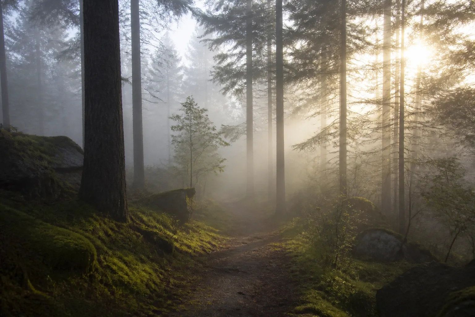 Chemin forestier dans la brume au lever du jour
